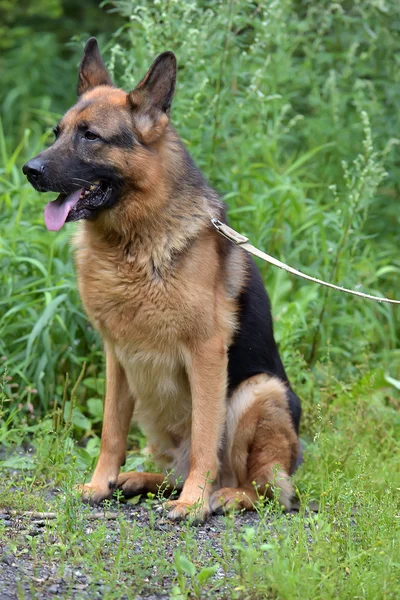 Tyska Herde Sommaren Bakgrund Grönt Gräs — Stockfoto