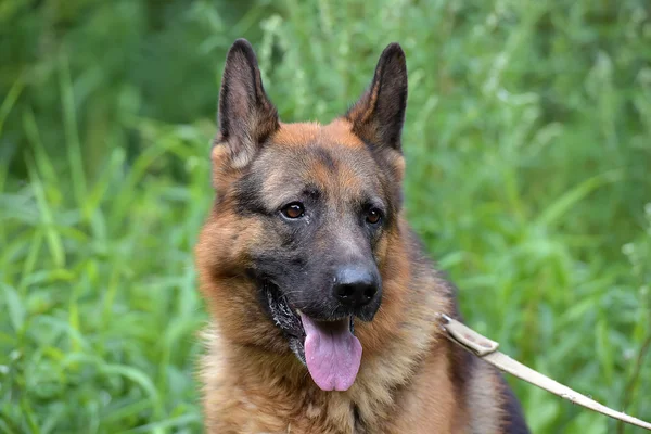 German Shepherd Summer Background Green Grass — Stock Photo, Image