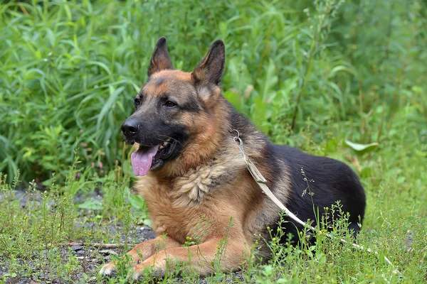 German Shepherd Summer Background Green Grass — Stock Photo, Image