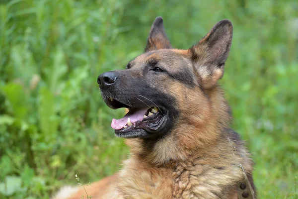 Yazın Yeşil Çimlerin Üzerinde Alman Çoban Köpeği — Stok fotoğraf