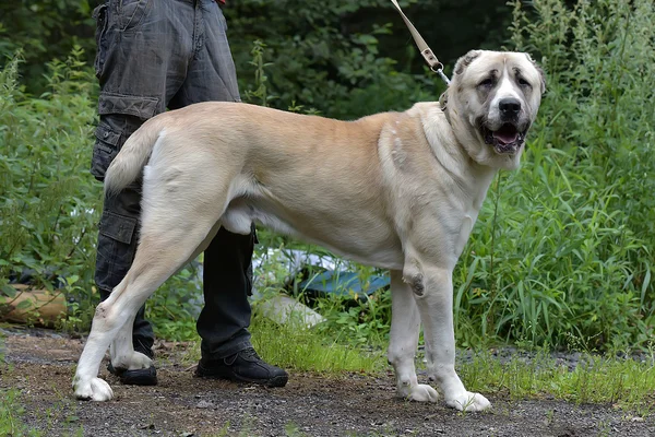 Beiger Zentralasiatischer Schäferhund Der Natur Der Leine — Stockfoto