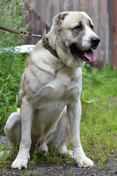 Bege Central Asian Shepherd Natureza Uma Trela — Fotografia de Stock