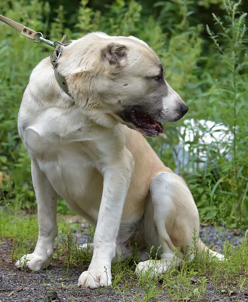 Beige Sentralasiatiske Hyrde Bånd – stockfoto