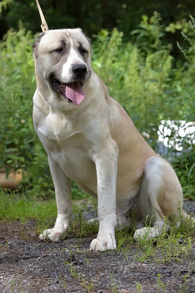 Bege Central Asian Shepherd Natureza Uma Trela — Fotografia de Stock