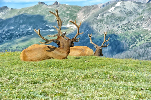 Deer Green Lawn — Stock Photo, Image