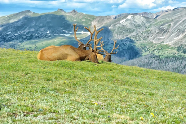 Deer Green Lawn — Stock Photo, Image