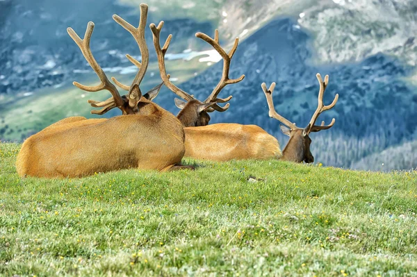 Deer Green Lawn — Stock Photo, Image