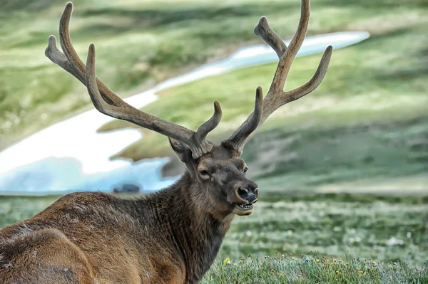 Deer Green Lawn — Stock Photo, Image