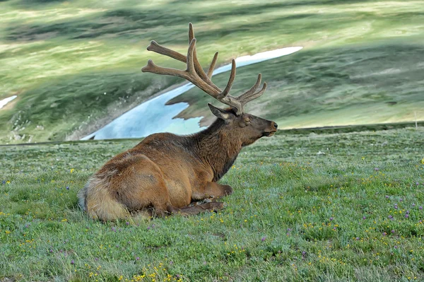 Deer Green Lawn — Stock Photo, Image