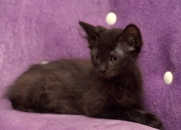 Piccolo Gattino Nero Morbido Uno Sfondo Lilla Sul Divano — Foto Stock