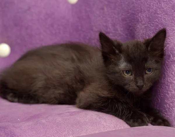 Pouco Fofo Gatinho Preto Fundo Lilás Sofá — Fotografia de Stock