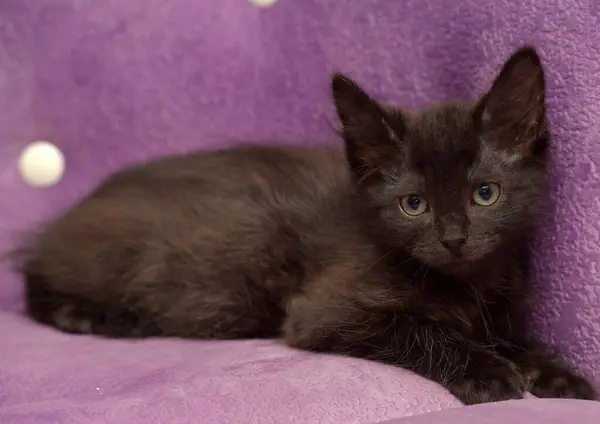 Piccolo Gattino Nero Morbido Uno Sfondo Lilla Sul Divano — Foto Stock