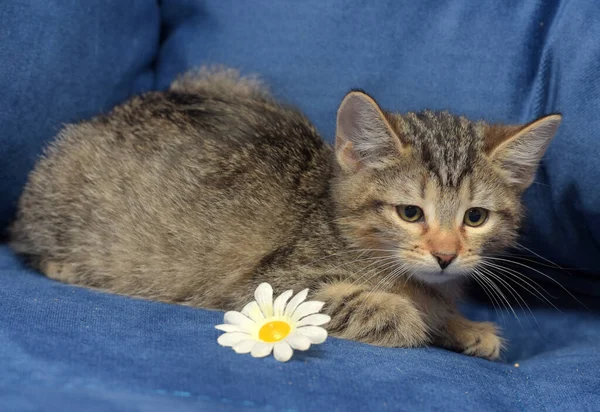 Kleines Flauschiges Gestromtes Kätzchen Auf Blauem Hintergrund Auf Einem Sofa — Stockfoto