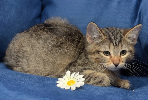 Little Fluffy Tabby Kitten Blue Background Sofa Chamomile Flower — Stock Photo, Image