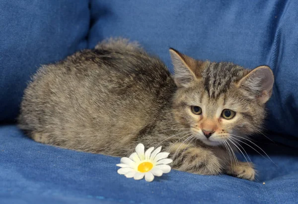 Little Fluffy Tabby Kitten Blue Background Sofa Chamomile Flower — Stock Photo, Image