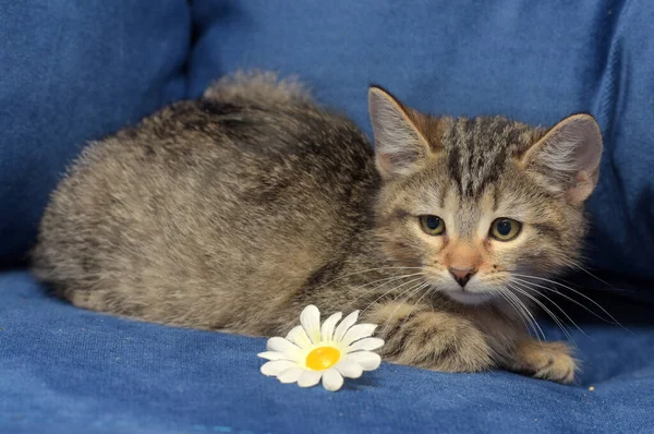 Little Fluffy Tabby Kitten Blue Background Sofa Chamomile Flower — Stock Photo, Image