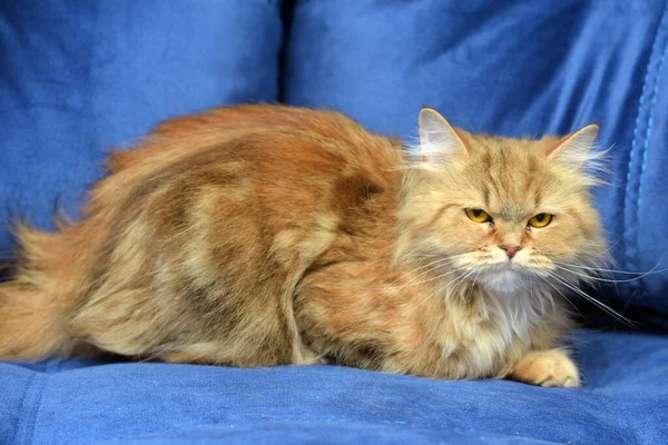 Κόκκινη Και Καφέ Περσική Γάτα Στον Καναπέ — Φωτογραφία Αρχείου