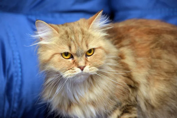Czerwony Brązowy Perski Kot Kanapie — Zdjęcie stockowe
