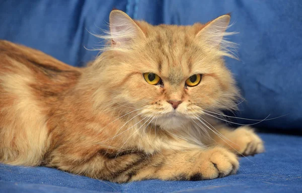 Red Brown Persian Cat Couch — Stock Photo, Image