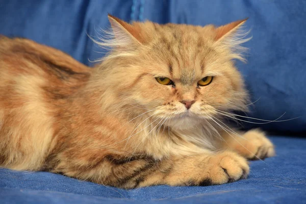 Червоний Коричневий Перський Кіт Дивані — стокове фото