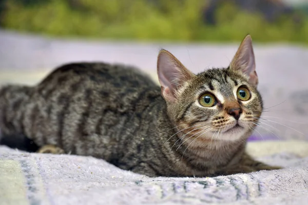 Een Jonge Mooie Tabby Kat Bruin Zwart Ligt Bank — Stockfoto