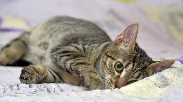 Gato Bonito Novo Tabby Marrom Preto Encontra Sofá — Fotografia de Stock