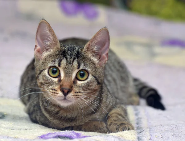 Jeune Beau Chat Tabby Brun Noir Couché Sur Canapé — Photo