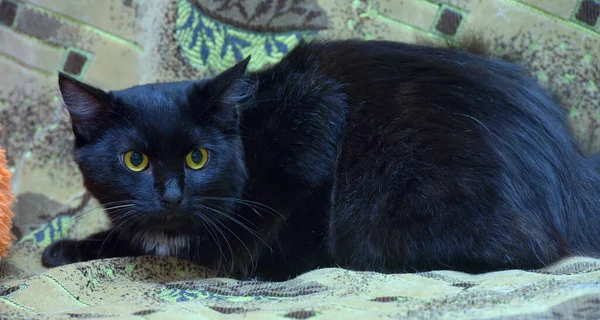 Svart Med Vit Fläck Bröstkatten Soffan Med Ett Skrämt Utseende — Stockfoto