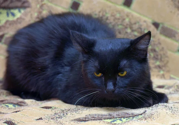 黑黑的 胸部有白斑的猫躺在沙发上 带着恐惧的表情 — 图库照片