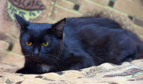 Preto Com Uma Mancha Branca Peito Gato Sofá Com Olhar — Fotografia de Stock