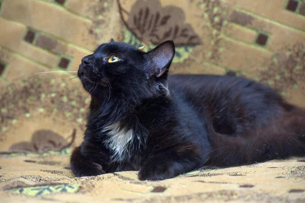 Noir Avec Une Tache Blanche Sur Poitrine Chat Sur Canapé — Photo