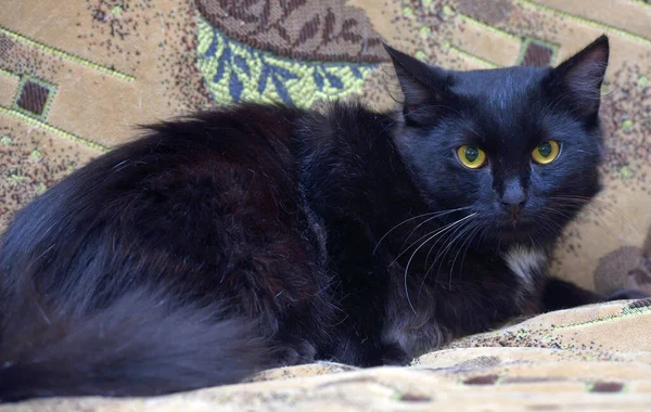 Preto Com Uma Mancha Branca Peito Gato Sofá Com Olhar — Fotografia de Stock