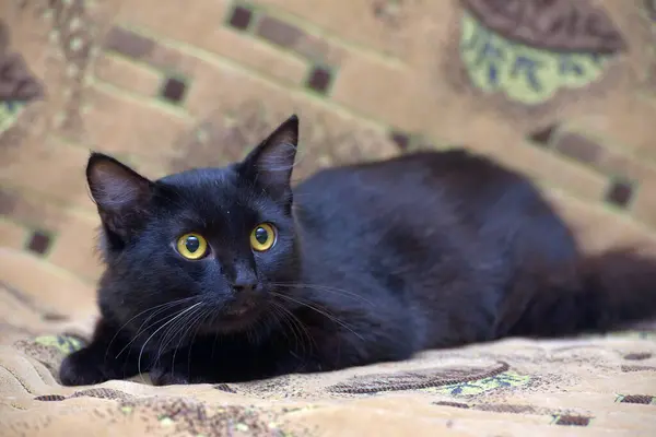 Black White Spot Chest Cat Couch Frightened Look — Stock Photo, Image