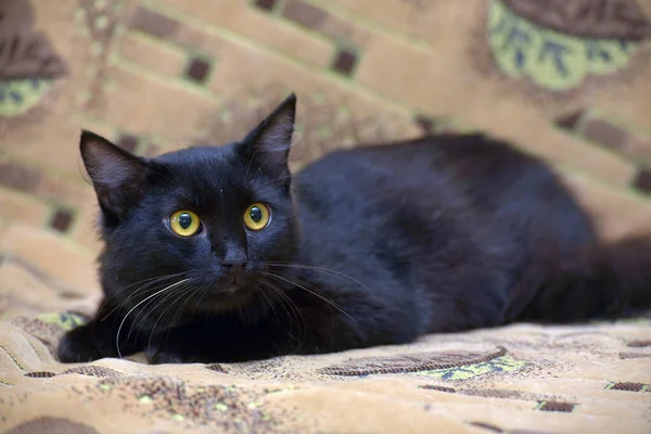Černá Bílou Skvrnou Hrudi Kočka Gauči Vyděšeným Pohledem — Stock fotografie