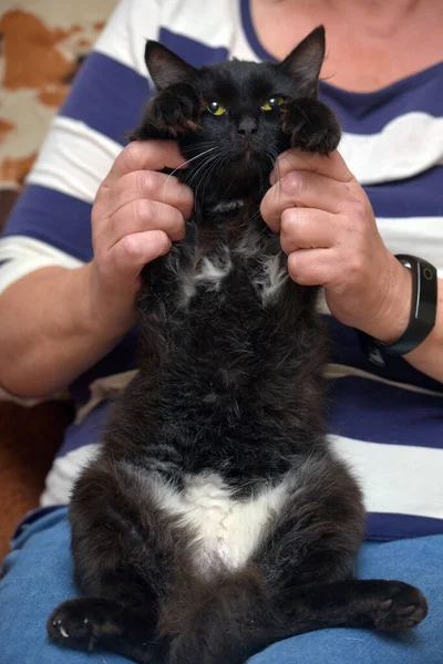 Zwart Wit Pluizige Huiskat Haar Armen — Stockfoto