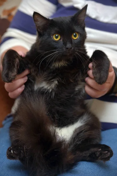 Черно Белая Пушистая Домашняя Кошка Руках — стоковое фото