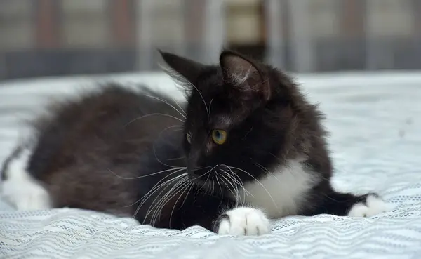 Милий Грайливий Пухнастий Чорно Білий Кошеня Дивані — стокове фото