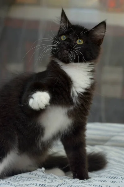 Cute Playful Fluffy Black White Kitten Couch — Stock Photo, Image