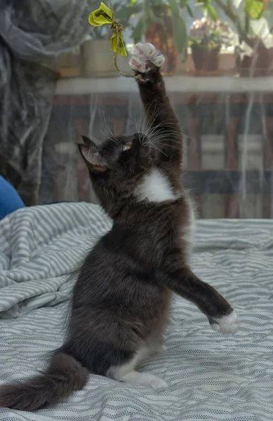 Niedlich Verspielt Flauschiges Schwarz Weißes Kätzchen Auf Der Couch — Stockfoto