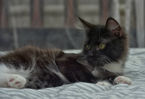 Schattig Speels Pluizig Zwart Wit Kitten Bank — Stockfoto