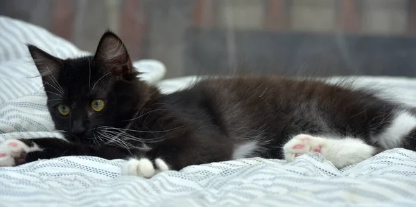 ソファの上でかわいい遊び心のあるふわふわの黒と白の子猫 — ストック写真