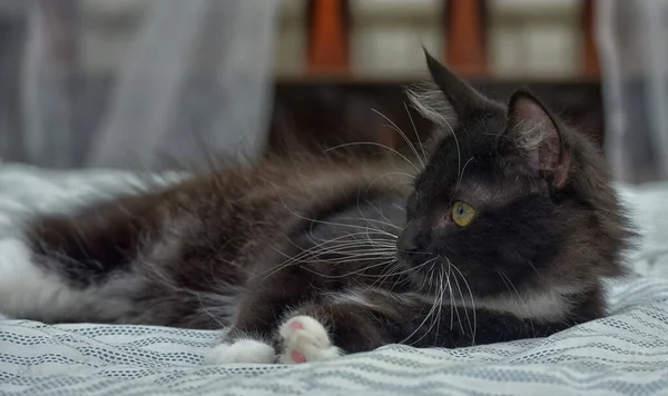 Kanepede Sevimli Pofuduk Siyah Beyaz Kedi Yavrusu — Stok fotoğraf