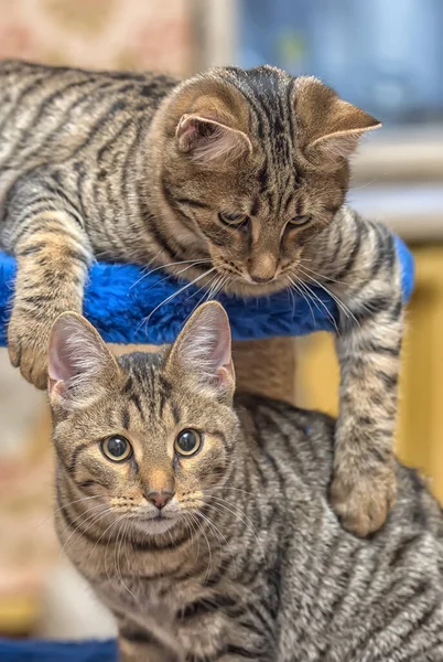 Dos Jóvenes Hermosa Tabby Gatos Juntos Casa — Foto de Stock