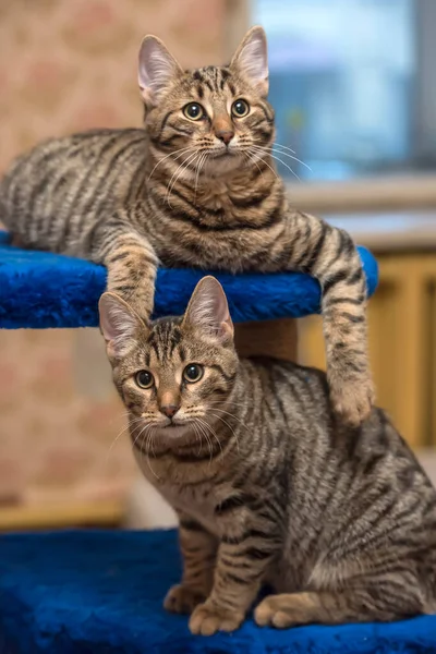 Δύο Νεαρές Όμορφες Γάτες Μαζί Στο Σπίτι — Φωτογραφία Αρχείου