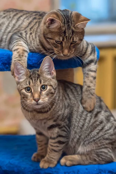 Två Unga Vackra Tabby Katter Tillsammans Hemma — Stockfoto