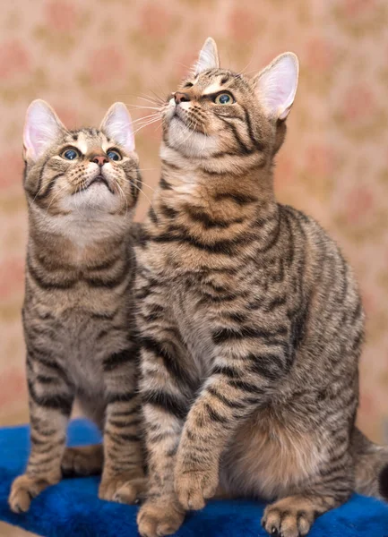 Dvě Mladé Krásné Tabby Kočky Spolu Doma — Stock fotografie