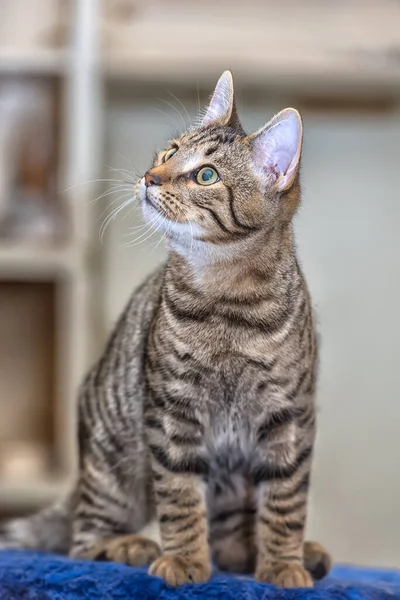 Giovane Bel Gatto Tabby Marrone Con Nero — Foto Stock