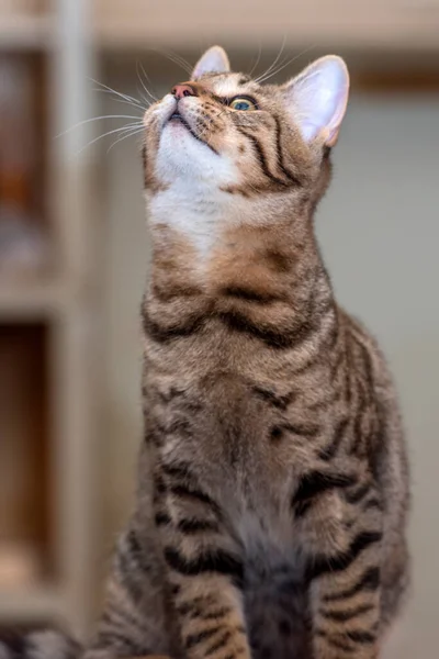 Mladá Krásná Kočka Hnědá Černou — Stock fotografie
