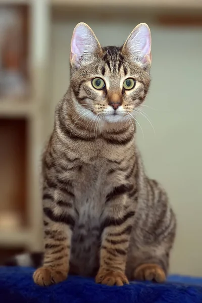 바탕에 바탕에 아름다운 고양이 — 스톡 사진