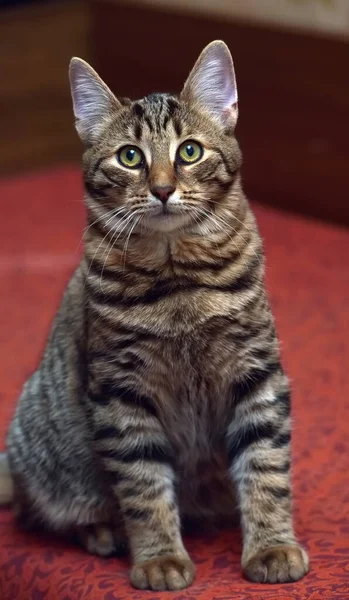 若い美しいタビー猫 黒と茶色 — ストック写真